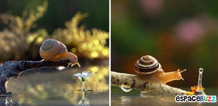 Illustration de l'article : Mignon: Pénétrez dans le monde miniature des escargots (photos)