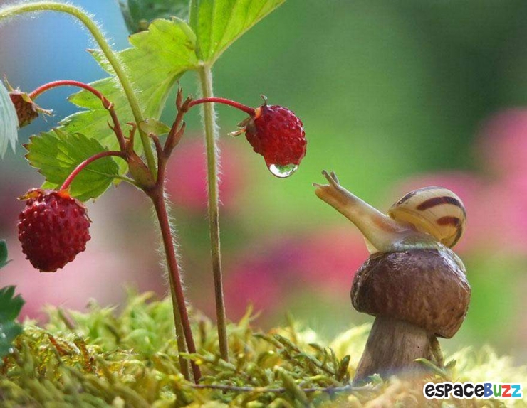Illustration de l'article : Mignon: Pénétrez dans le monde miniature des escargots (photos)