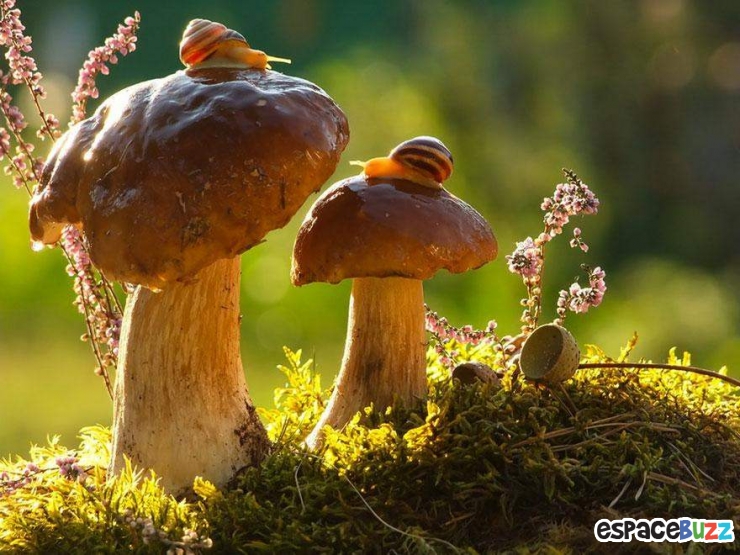 Illustration de l'article : Mignon: Pénétrez dans le monde miniature des escargots (photos)