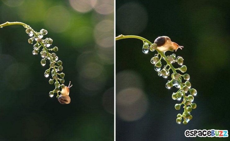 Illustration de l'article : Mignon: Pénétrez dans le monde miniature des escargots (photos)