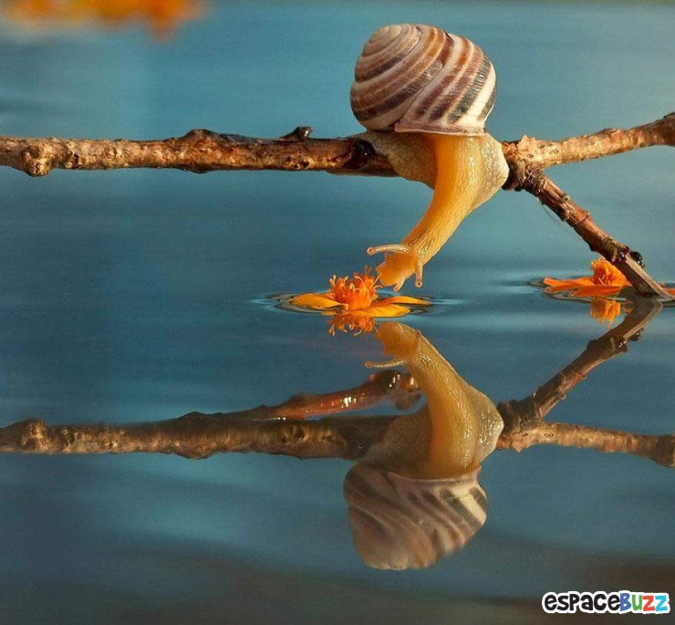 Illustration de l'article : Mignon: Pénétrez dans le monde miniature des escargots (photos)