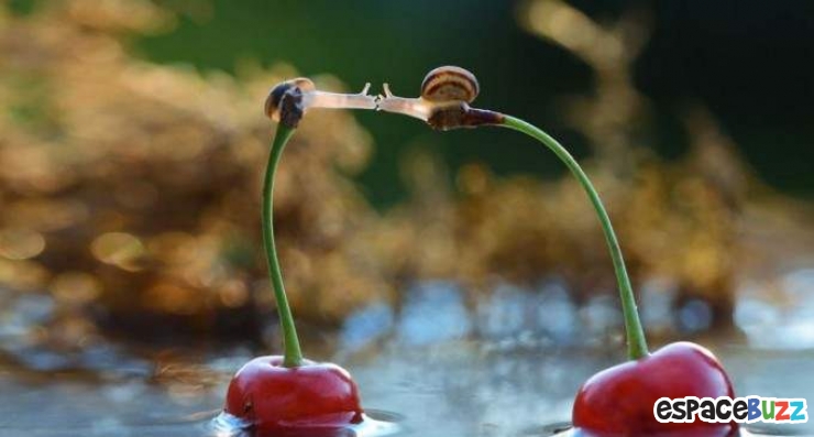 Illustration de l'article : Mignon: Pénétrez dans le monde miniature des escargots (photos)