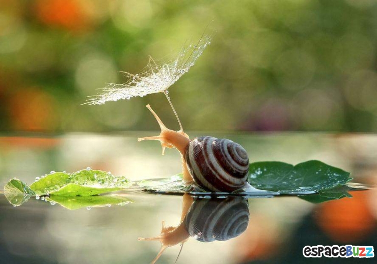 Illustration de l'article : Mignon: Pénétrez dans le monde miniature des escargots (photos)