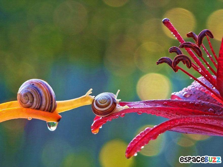 Illustration de l'article : Mignon: Pénétrez dans le monde miniature des escargots (photos)