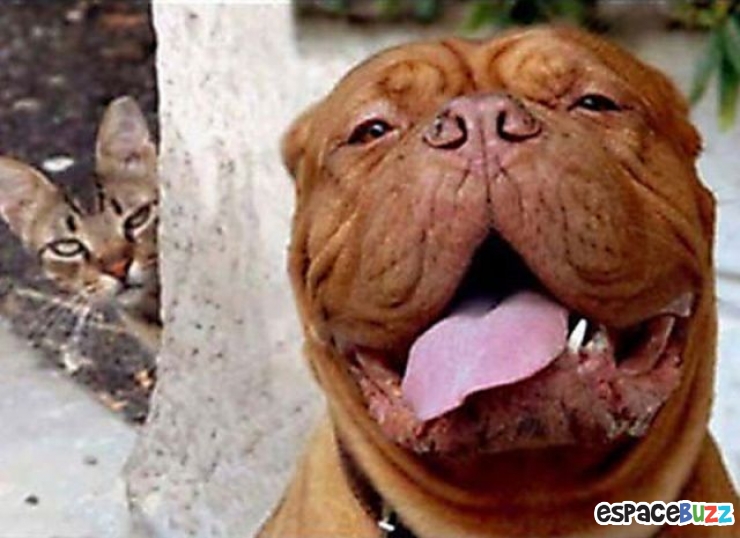 Illustration de l'article : 12 photos ratées à cause d'animaux !