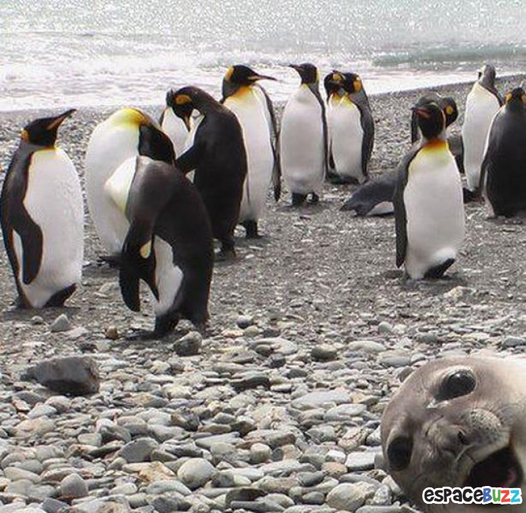 Illustration de l'article : 12 photos ratées à cause d'animaux !