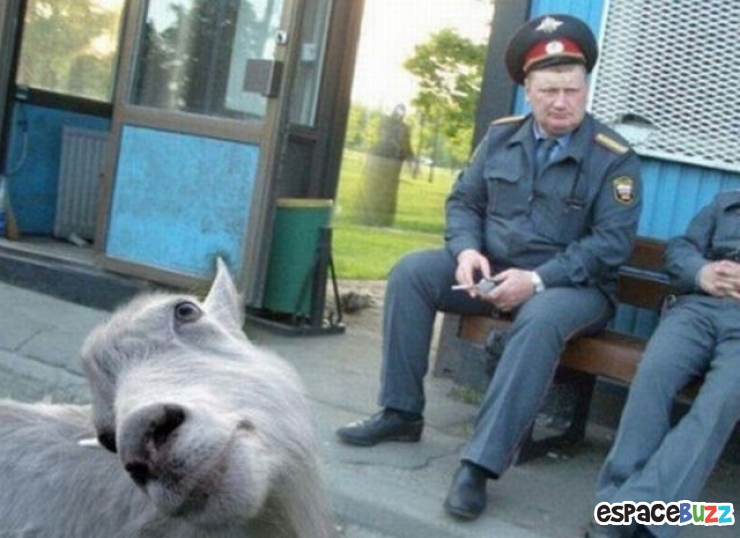 Illustration de l'article : 12 photos ratées à cause d'animaux !