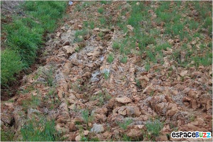 Illustration de l'article : Où se cache le chat ?