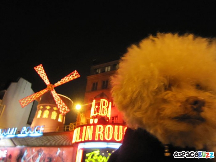 Illustration de l'article : Les voyages du chien Cerbero en 10 photos