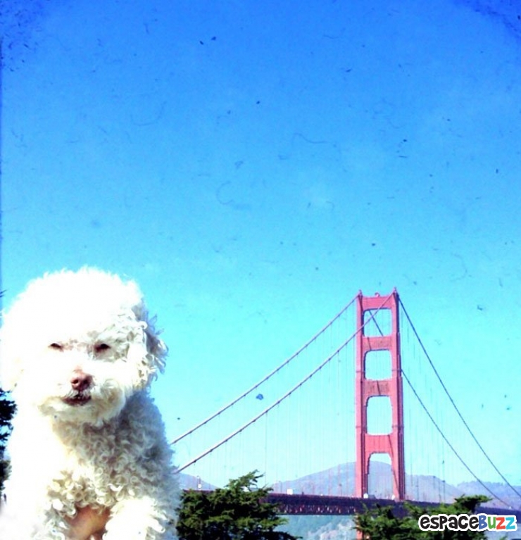 Illustration de l'article : Les voyages du chien Cerbero en 10 photos