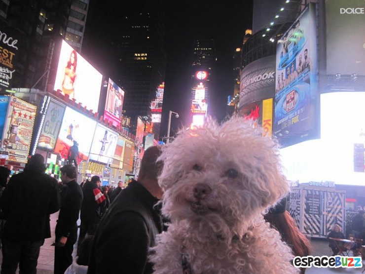 Illustration de l'article : Les voyages du chien Cerbero en 10 photos