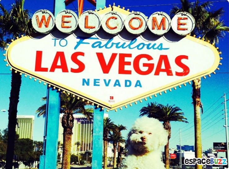 Illustration de l'article : Les voyages du chien Cerbero en 10 photos