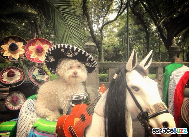 Illustration de l'article : Les voyages du chien Cerbero en 10 photos