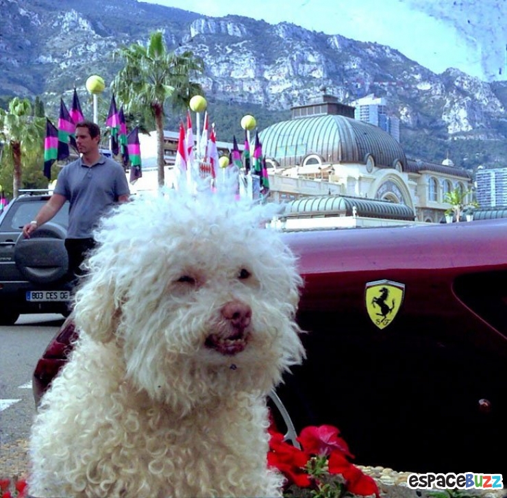 Illustration de l'article : Les voyages du chien Cerbero en 10 photos