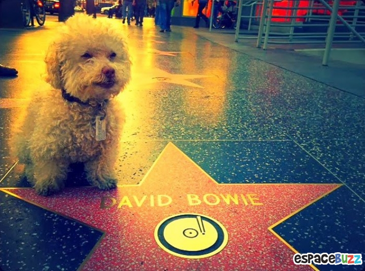 Illustration de l'article : Les voyages du chien Cerbero en 10 photos