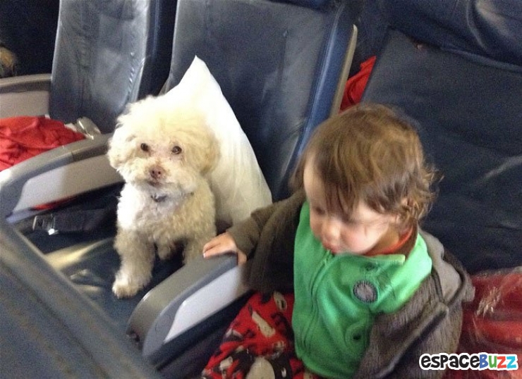 Illustration de l'article : Les voyages du chien Cerbero en 10 photos