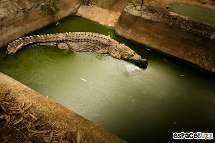 Illustration de l'article : 10 photos poignantes montrant la d&eacute;tresse d'animaux vivant en captivit&eacute;