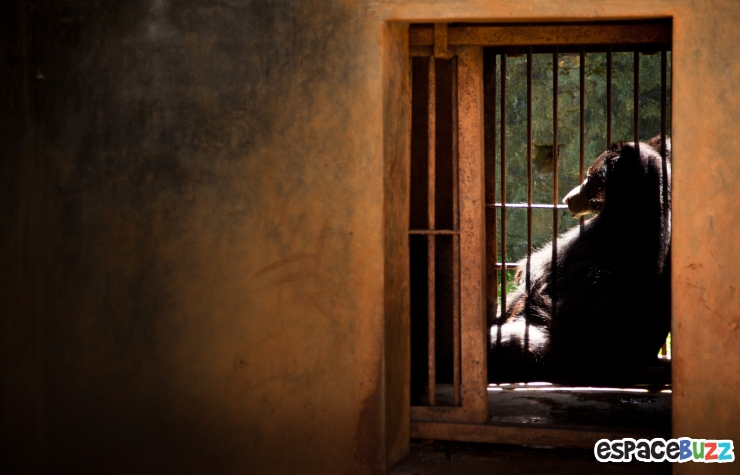 Illustration de l'article : 10 photos poignantes montrant la d&eacute;tresse d'animaux vivant en captivit&eacute;