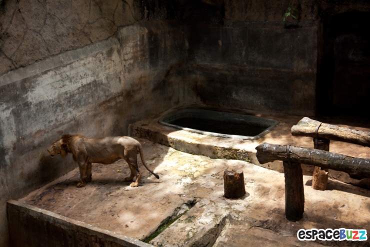 Illustration de l'article : 10 photos poignantes montrant la d&eacute;tresse d'animaux vivant en captivit&eacute;