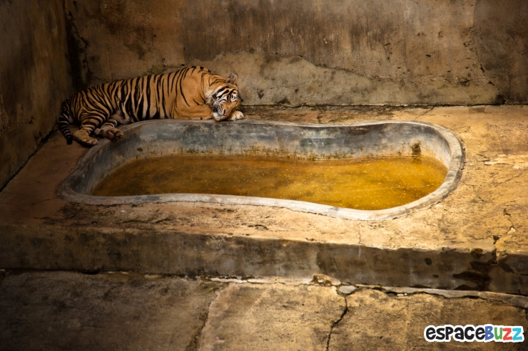 Illustration de l'article : 10 photos poignantes montrant la d&eacute;tresse d'animaux vivant en captivit&eacute;