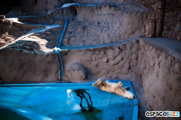 Illustration de l'article : 10 photos poignantes montrant la d&eacute;tresse d'animaux vivant en captivit&eacute;