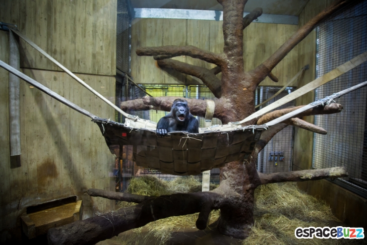 Illustration de l'article : 10 photos poignantes montrant la d&eacute;tresse d'animaux vivant en captivit&eacute;