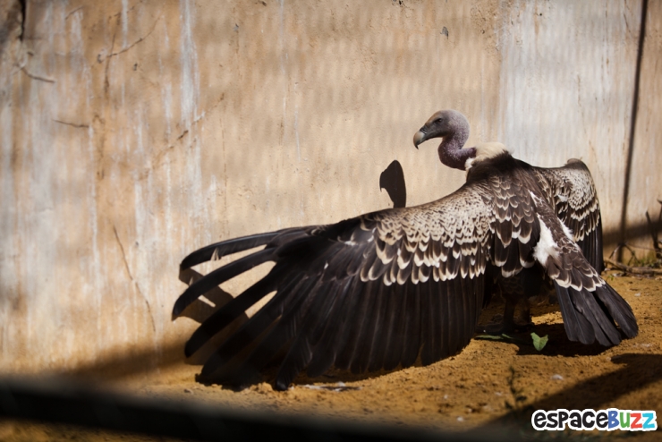 Illustration de l'article : 10 photos poignantes montrant la d&eacute;tresse d'animaux vivant en captivit&eacute;