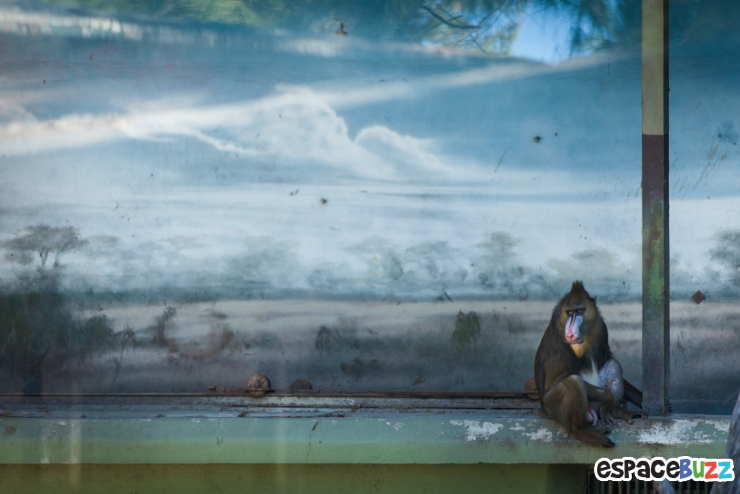 Illustration de l'article : 10 photos poignantes montrant la d&eacute;tresse d'animaux vivant en captivit&eacute;