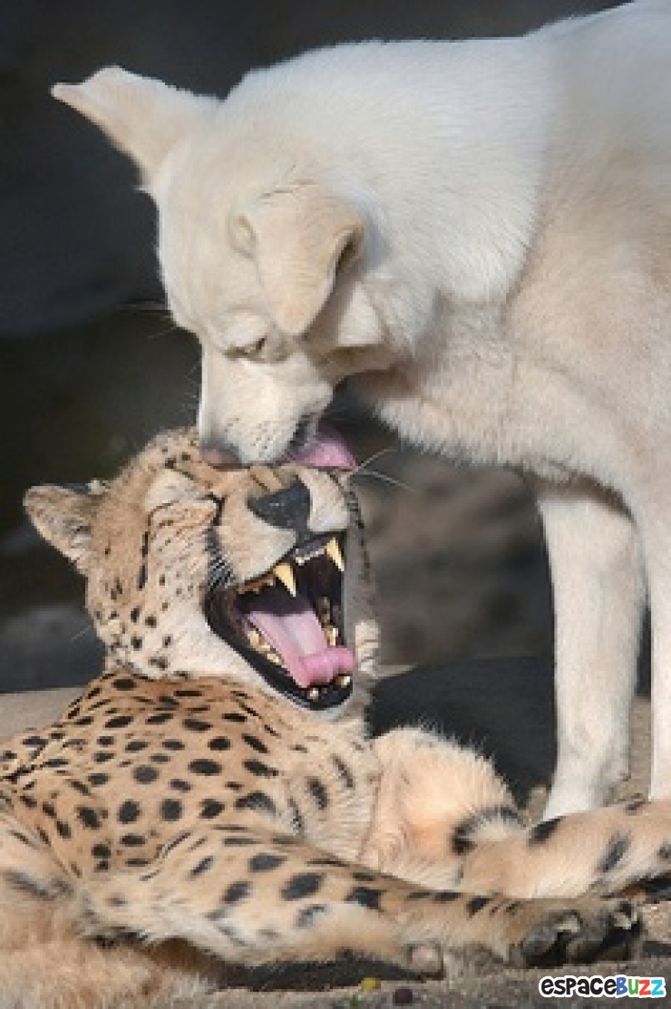 Illustration de l'article : La minute tendresse : 15 photos d'animaux qui se font des bisous