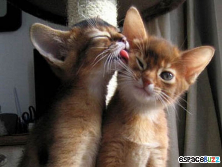 Illustration de l'article : La minute tendresse : 15 photos d'animaux qui se font des bisous