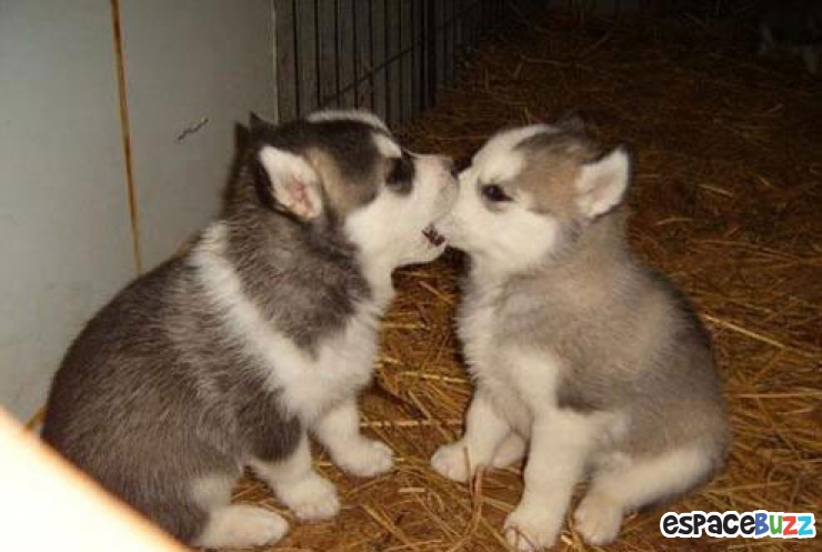 Illustration de l'article : La minute tendresse : 15 photos d'animaux qui se font des bisous