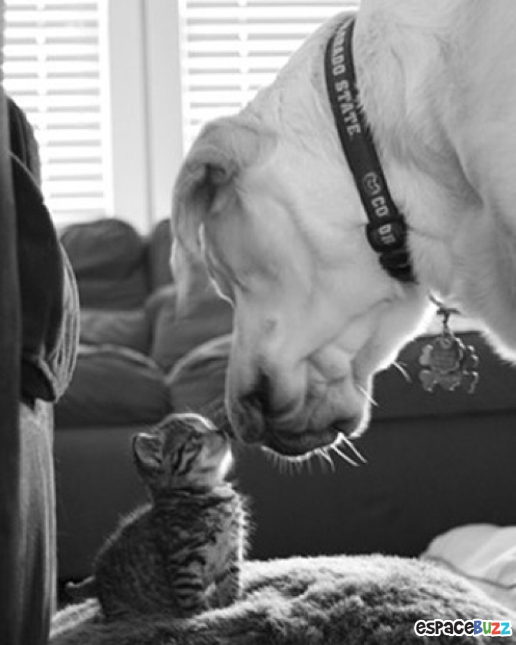 Illustration de l'article : La minute tendresse : 15 photos d'animaux qui se font des bisous