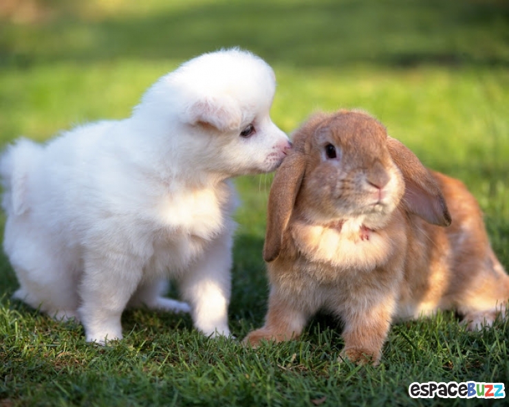 Illustration de l'article : La minute tendresse : 15 photos d'animaux qui se font des bisous