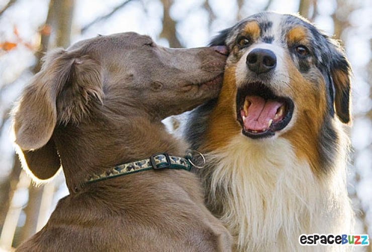 Illustration de l'article : La minute tendresse : 15 photos d'animaux qui se font des bisous
