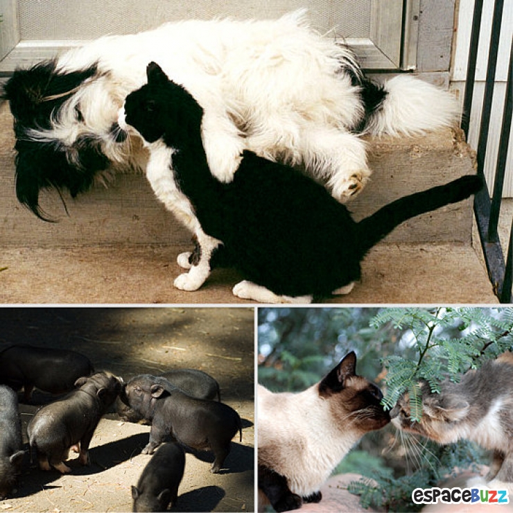 Illustration de l'article : La minute tendresse : 15 photos d'animaux qui se font des bisous