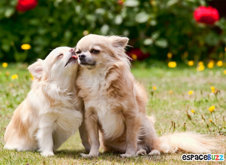 Illustration de l'article : La minute tendresse : 15 photos d'animaux qui se font des bisous