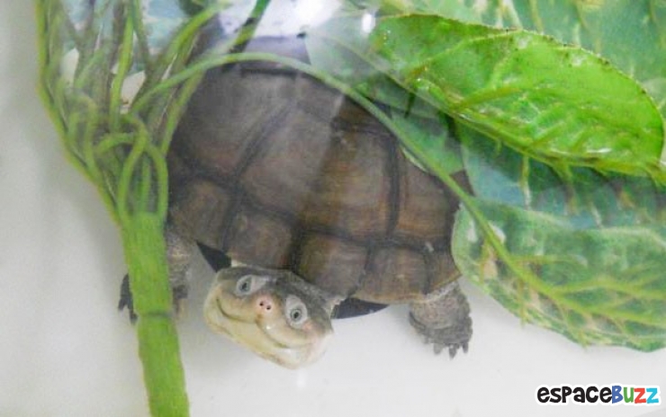 Illustration de l'article : Quand les animaux nous gratifient de leurs plus beaux sourires : le top 10