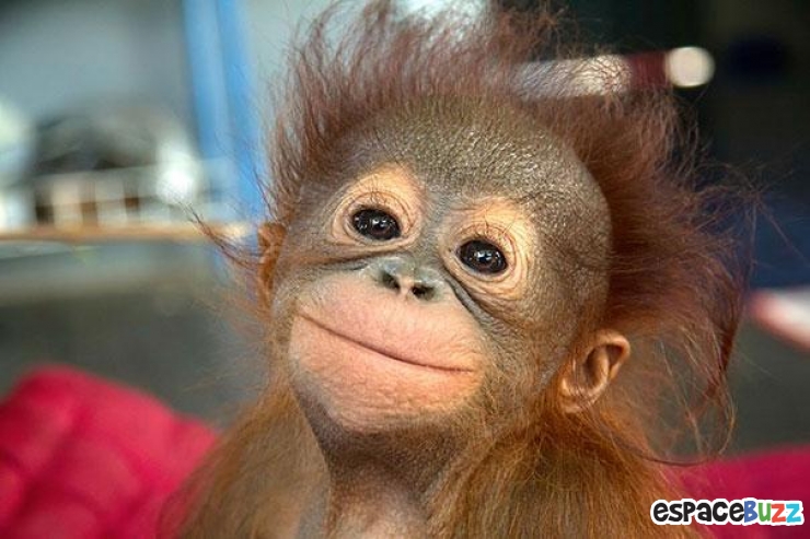 Illustration de l'article : Quand les animaux nous gratifient de leurs plus beaux sourires : le top 10