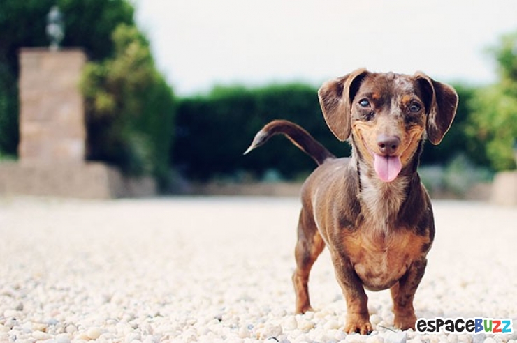 Illustration de l'article : Quand les animaux nous gratifient de leurs plus beaux sourires : le top 10