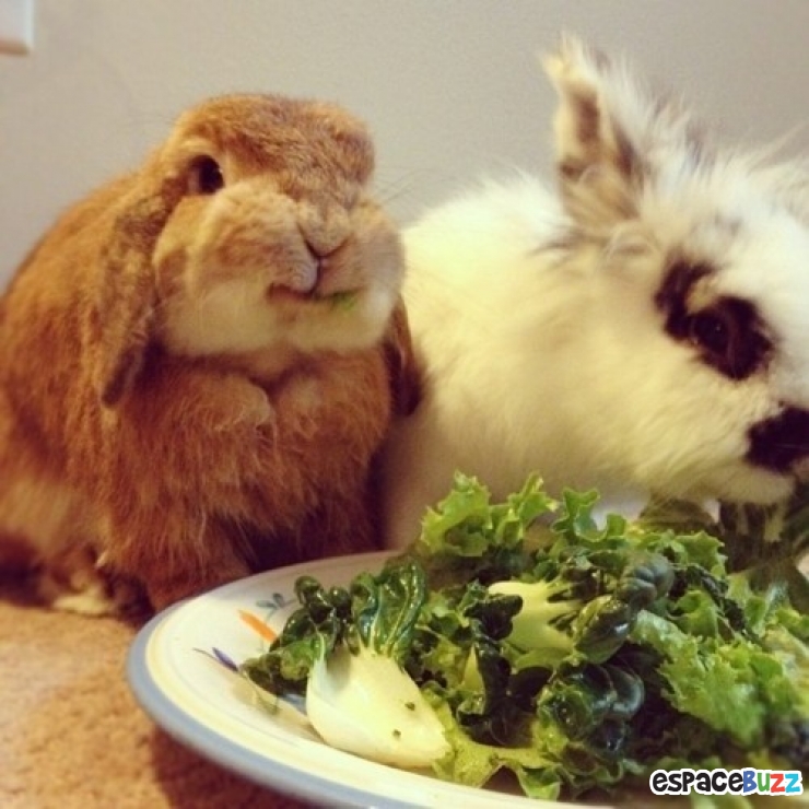 Illustration de l'article : Quand les animaux nous gratifient de leurs plus beaux sourires : le top 10