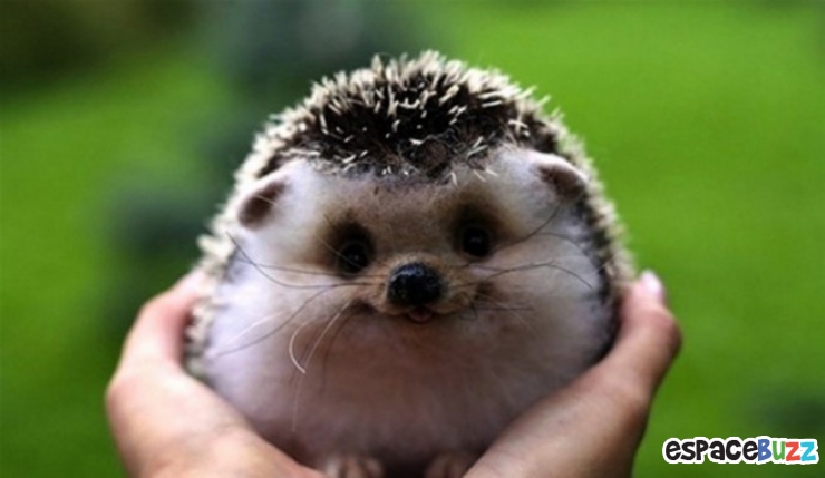 Illustration de l'article : Quand les animaux nous gratifient de leurs plus beaux sourires : le top 10