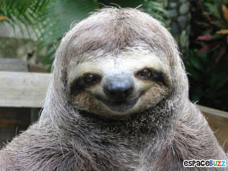 Illustration de l'article : Quand les animaux nous gratifient de leurs plus beaux sourires : le top 10