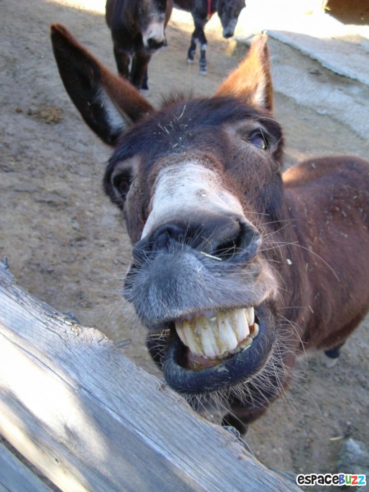 Illustration de l'article : Quand les animaux nous gratifient de leurs plus beaux sourires : le top 10