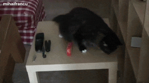 Illustration de l'article : Ces 10 chats n'aiment vraiment pas les objets posés près d'eux