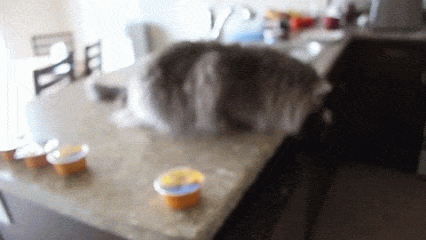 Illustration de l'article : Ces 10 chats n'aiment vraiment pas les objets posés près d'eux