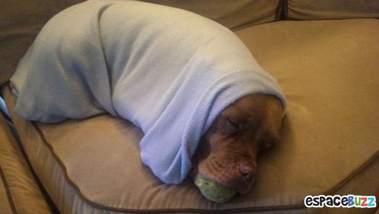 Illustration de l'article : 15 photos qui prouvent que les pitbulls peuvent être aussi adorables que les autres chiens