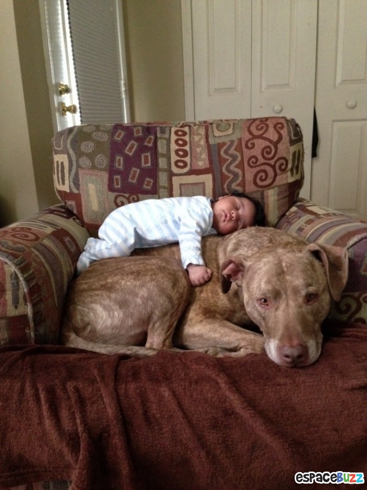 Illustration de l'article : 15 photos qui prouvent que les pitbulls peuvent être aussi adorables que les autres chiens