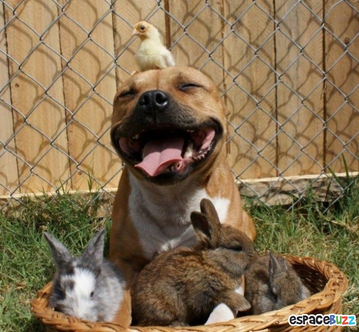 Illustration de l'article : 15 photos qui prouvent que les pitbulls peuvent être aussi adorables que les autres chiens