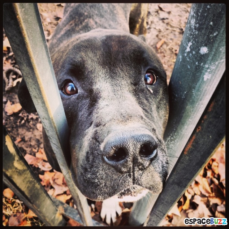 Illustration de l'article : 15 photos qui prouvent que les pitbulls peuvent être aussi adorables que les autres chiens