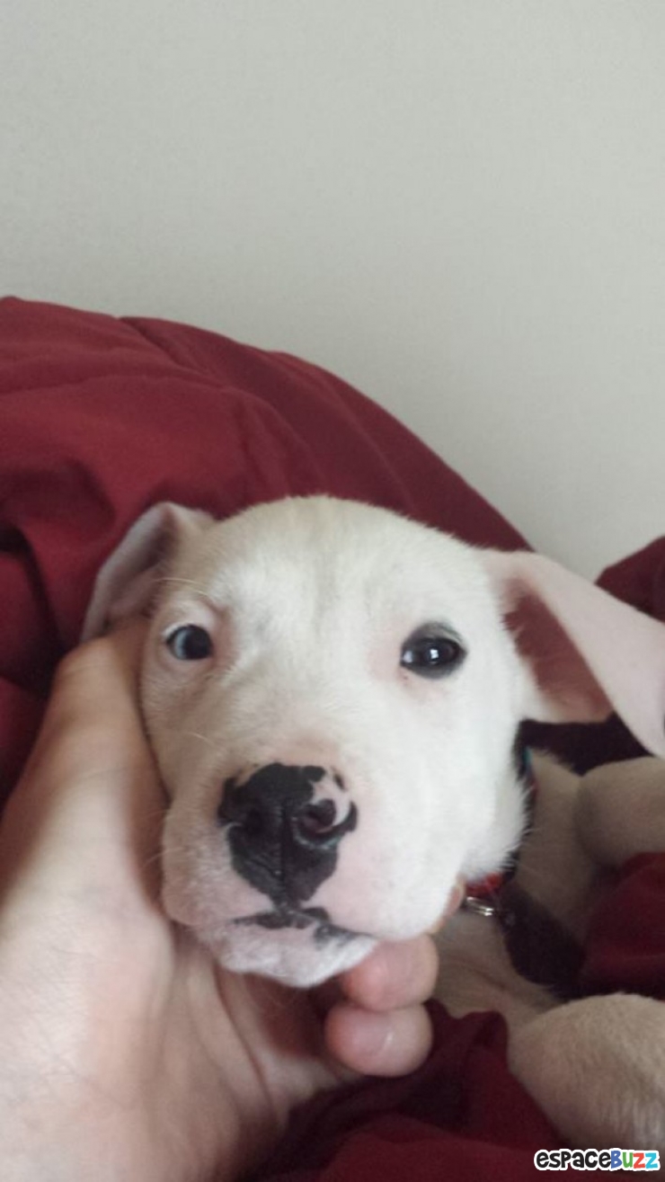 Illustration de l'article : 15 photos qui prouvent que les pitbulls peuvent être aussi adorables que les autres chiens